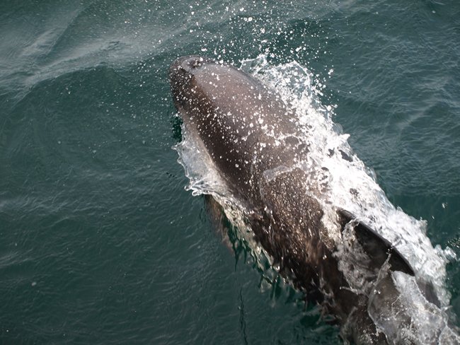 ../../Pictures/241209/105 Peales Dolphin.JPG